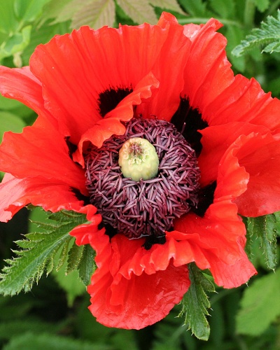 PAPAVER ORIENTALE TÜRKENLOUIS - 25 ks